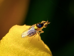 Thaumatomyia grata