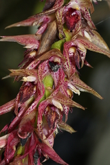 Bulbophyllum occlusum image