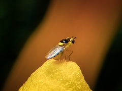 Thaumatomyia grata