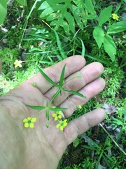 Lysimachia lanceolata