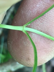 Lysimachia lanceolata