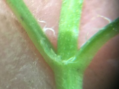 Lysimachia lanceolata