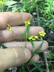 Lysimachia lanceolata