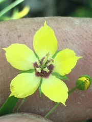 Lysimachia lanceolata