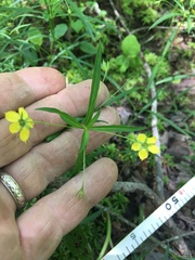 Lysimachia lanceolata