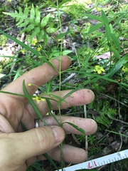 Lysimachia lanceolata