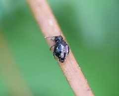 Sminthurus bivittatus