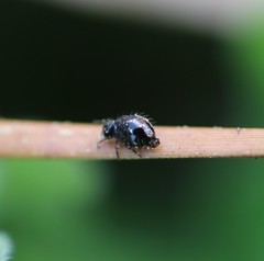 Sminthurus bivittatus