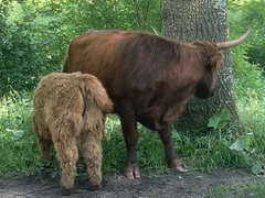 Bos taurus