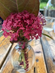 Pentas lanceolata