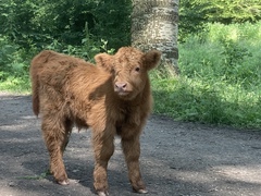 Bos taurus