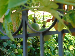Passiflora edulis edulis