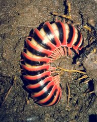 Apheloriini