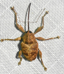 Curculio caryae
