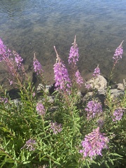 Chamaenerion angustifolium