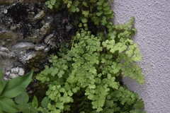 Adiantum bellum