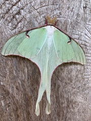 Actias truncatipennis