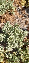Nolana crassulifolia