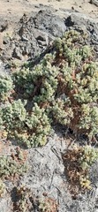 Nolana crassulifolia