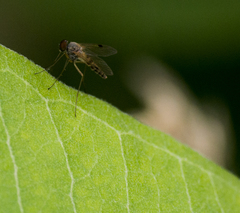 Chrysopilus modestus