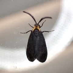 Acoloithus falsarius