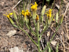 Crepis intermedia