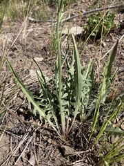 Crepis intermedia