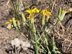 Crepis intermedia