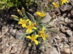 Crepis intermedia