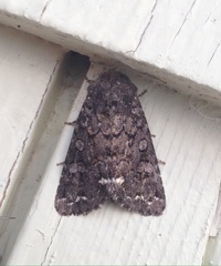 Melanchra pulverulenta