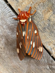 Citheronia azteca