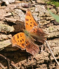 Polygonia progne