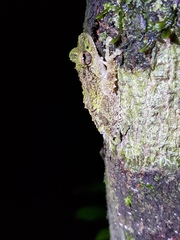 Pseudophilautus cavirostris