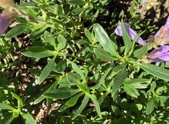 Penstemon fruticosus fruticosus