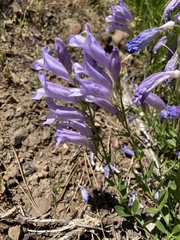 Penstemon fruticosus fruticosus
