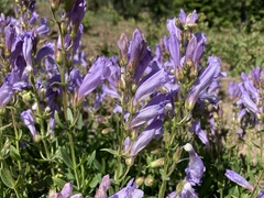 Penstemon fruticosus fruticosus