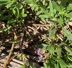 Penstemon fruticosus fruticosus