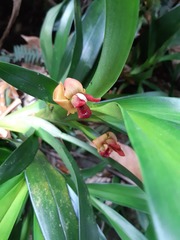 Maxillaria elatior