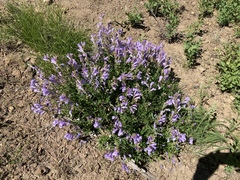 Penstemon fruticosus fruticosus