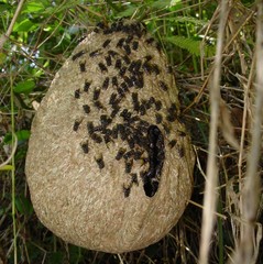 Brachygastra augusti