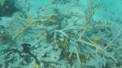 Acropora cervicornis