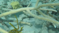 Acropora cervicornis