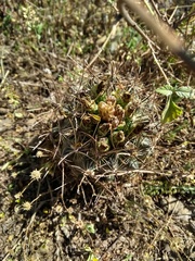 Ancistrocactus scheeri