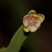 Hibbertia complanata - Photo (c) Nick Lambert, some rights reserved (CC BY-NC-SA), uploaded by Nick Lambert