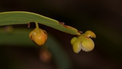 Hibbertia complanata