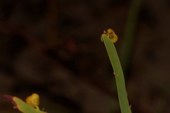 Hibbertia complanata