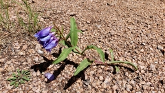 Penstemon glaber alpinus