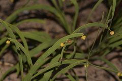 Hibbertia complanata