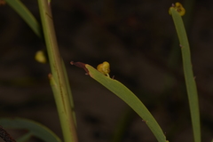 Hibbertia complanata