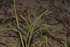 Hibbertia complanata